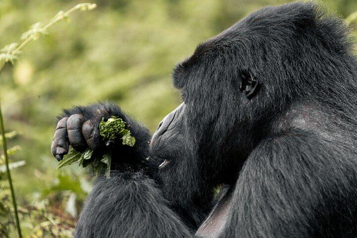 Heldags Gorilla trekking safari