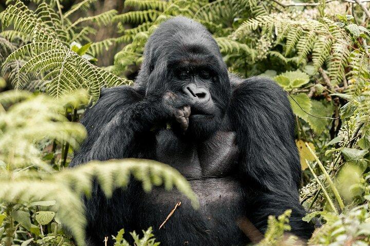 Heldags Gorilla trekking safari