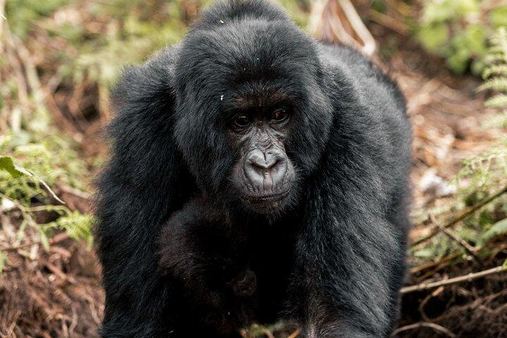 Heldags Gorilla trekking safari