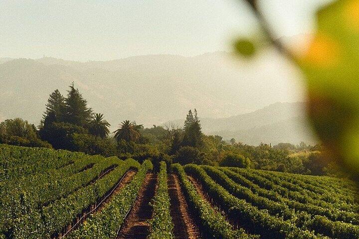 Tour de los iconos del vino en el espumoso mundo de Chandon
