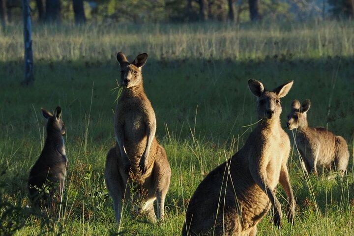Safari de Vida Silvestre en Sydney