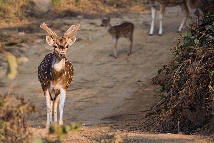 Ahmedabad à Jim Corbett:Aventure de 2 jours en safari aérien dans la nature