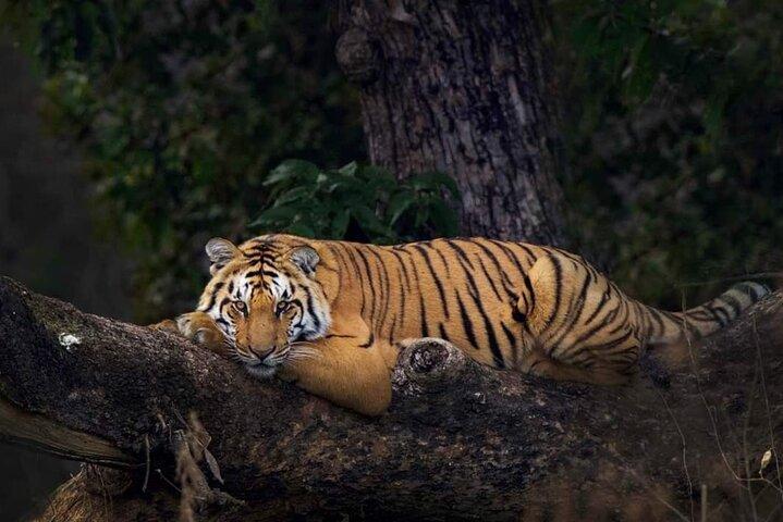 Ahmedabad à Jim Corbett:Aventure de 2 jours en safari aérien dans la nature