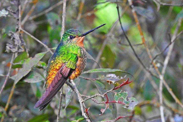 Monserrate Bogotá 4Hでのバードウォッチング