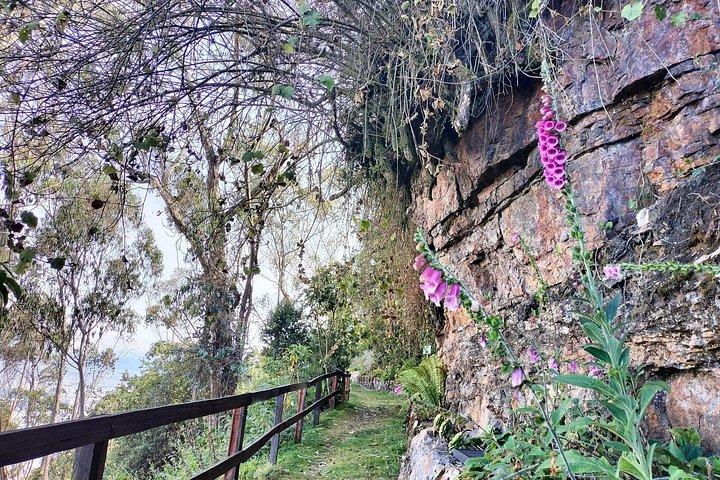 Monserrate Bogotá 4Hでのバードウォッチング