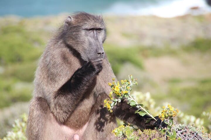 Explore Cape of Good Hope and Boulders Beach Private Tour