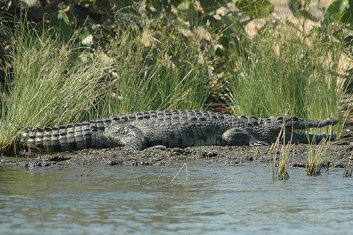 ダーバン発イシマンガリソ湿原公園半日ボートツアー