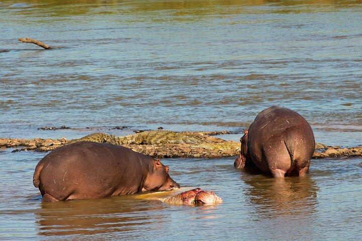Escursione in barca di mezza giornata al parco delle zone umide di Isimangaliso da Durban