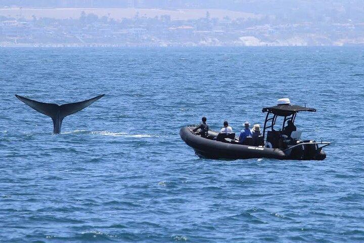 Observation des dauphins et des baleines