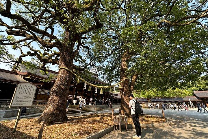 神聖な朝の散歩とブランチ明治神宮