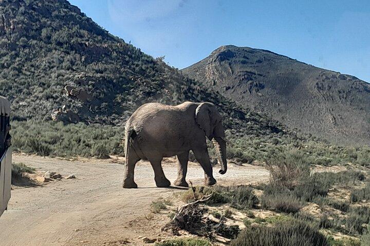 Excursion d'une journée complète du Cap à la réserve de safari Big 5