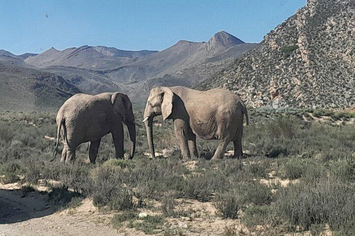 Excursion d'une journée complète du Cap à la réserve de safari Big 5