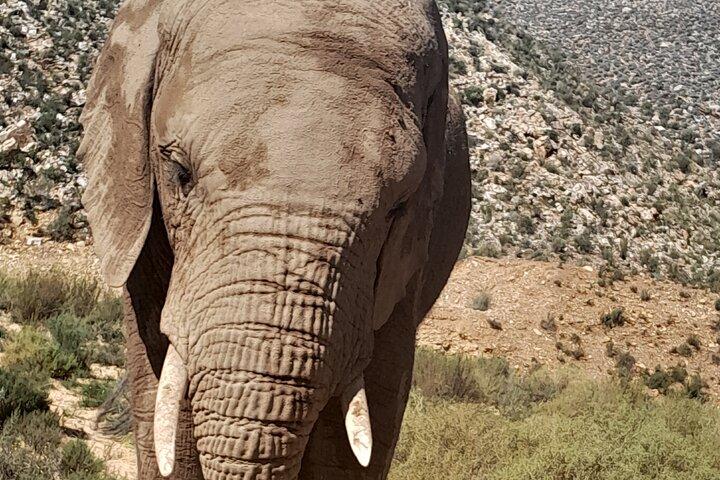 Excursion d'une journée complète du Cap à la réserve de safari Big 5
