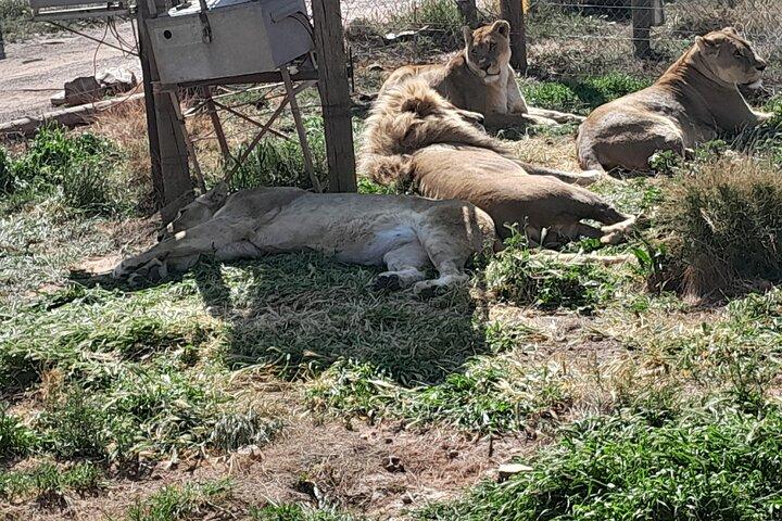Excursion d'une journée complète du Cap à la réserve de safari Big 5