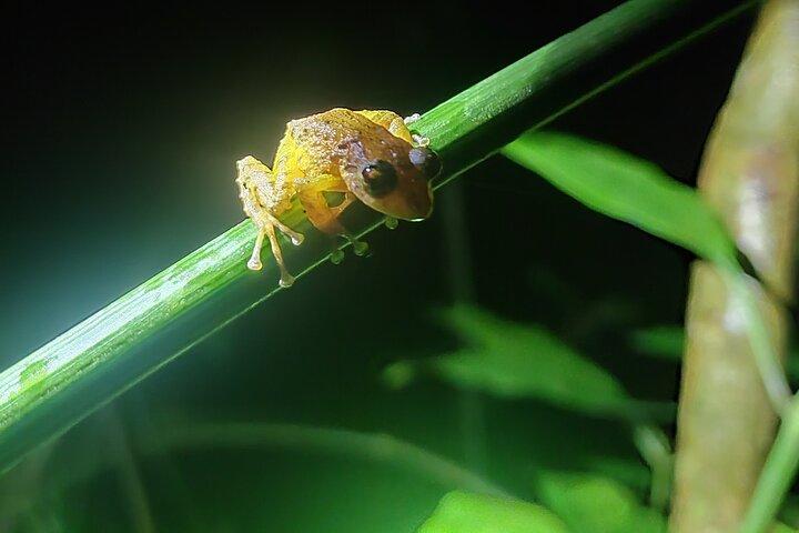 Monteverde Night Tour Unique Experience