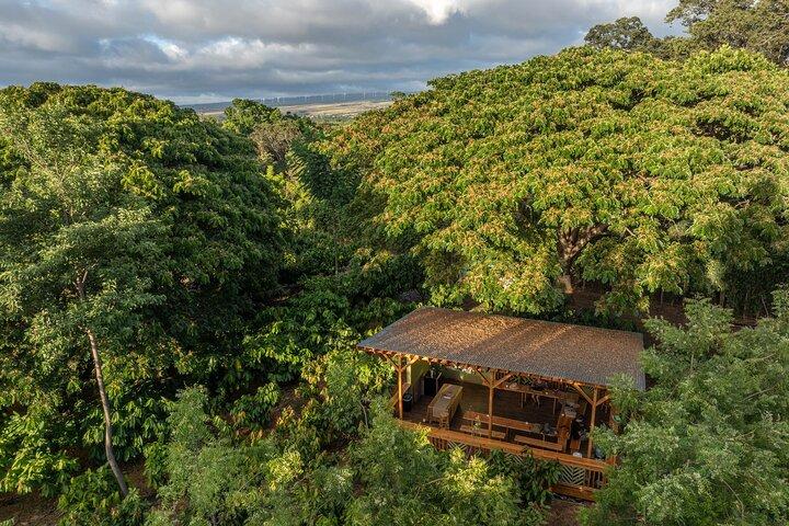 Kamananui Cacaoboomgaard Tour