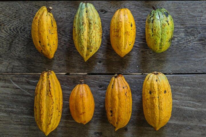 Kamananui Cacaoboomgaard Tour