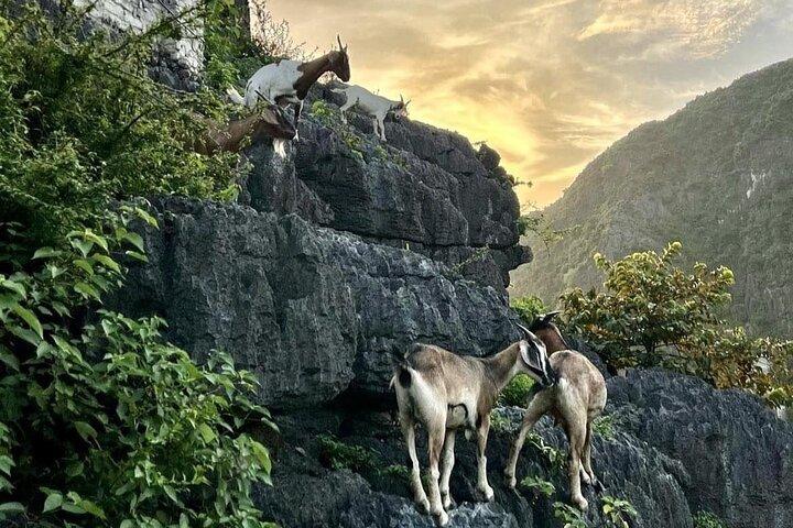 Lyxig heldags Ninh Binh-tur från Hanoi