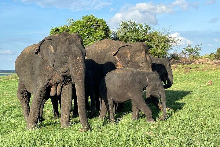 エラ発ウダワラウェ国立公園サファリ |ミリッサ |タンガラ