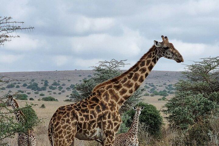 Frühmorgendliche Tour zum Nairobi-Nationalpark