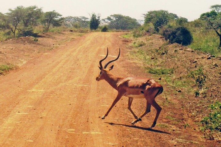 Frühmorgendliche Tour zum Nairobi-Nationalpark