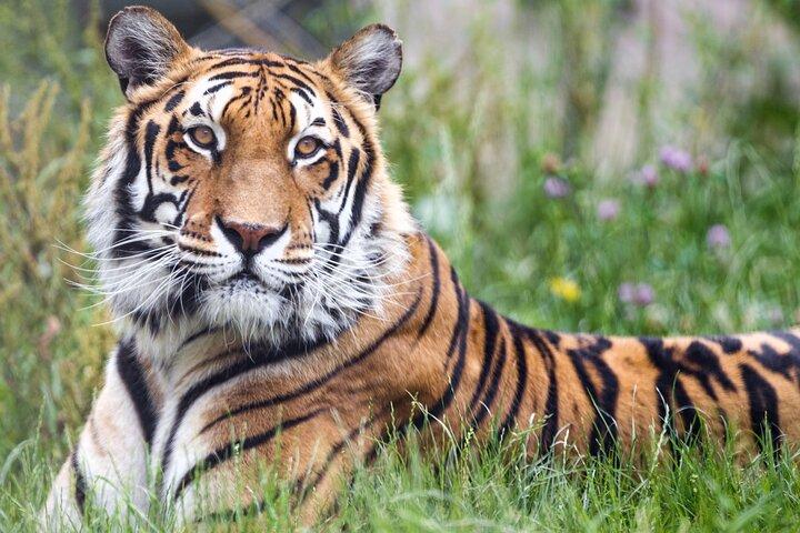 5 días triángulo de oro con vida silvestre Ranthambore