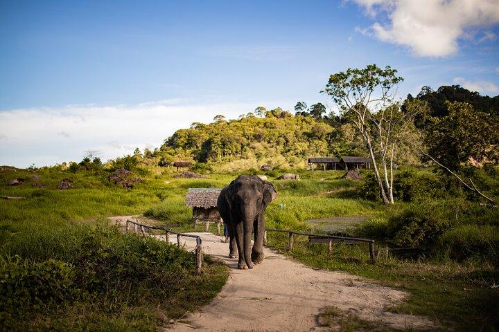 Experiência com elefantes na natureza com almoço no Bukit Elephant Park