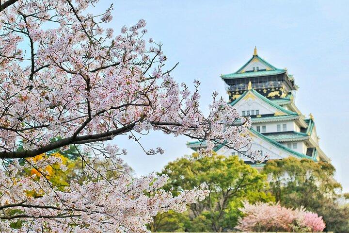 Visite privée de la ville d'Osaka Cherry Blossom