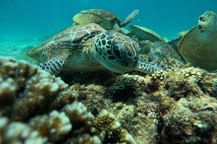 Snorkling i Daymaniat Island