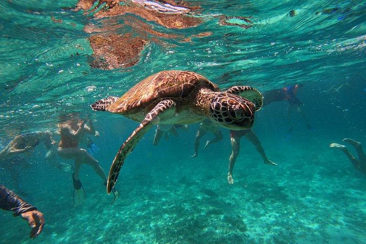 Plongée en apnée à Daymaniat Island