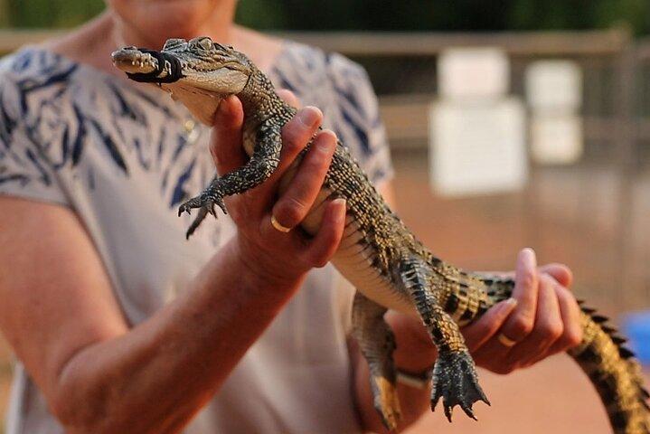 Excursão ao Malcolm Douglas Crocodile Park incluindo transporte