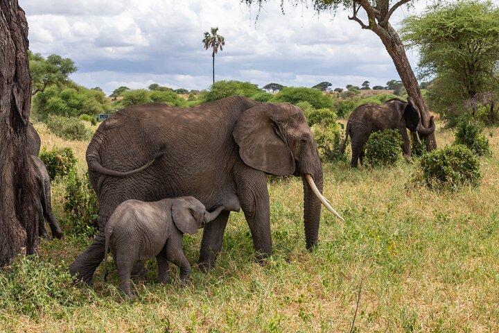 2 Day Tanzania Safari in Tarangire and Ngorongoro Crater