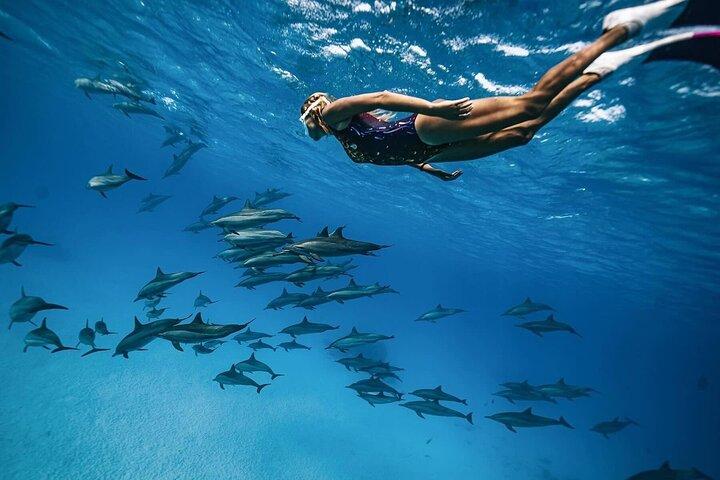 Dolphin House & Snorkeling Excursão em Hurghada