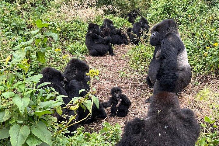 En dag Rwanda Gorilla Trekking med Dian Fossey eller Guardians
