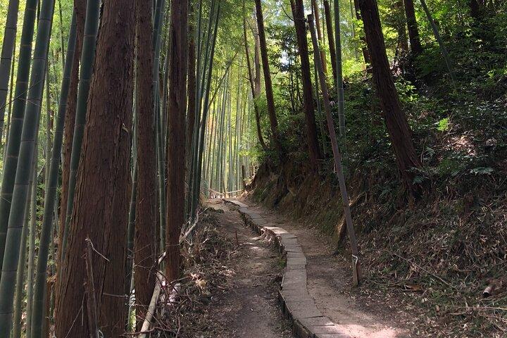 【Santuario Fushimi Inari】 Un local nacido en Kioto comparte el camino secreto de los turistas