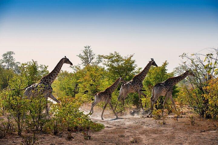 Overnight Mokoro Experience in the Okavango Delta