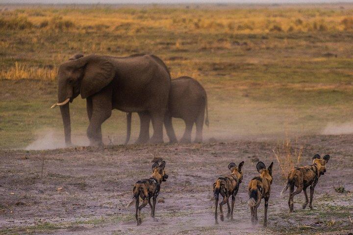 Overnight Mokoro Experience in the Okavango Delta