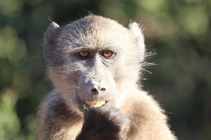 Private Full-Day Addo Elephant National Park