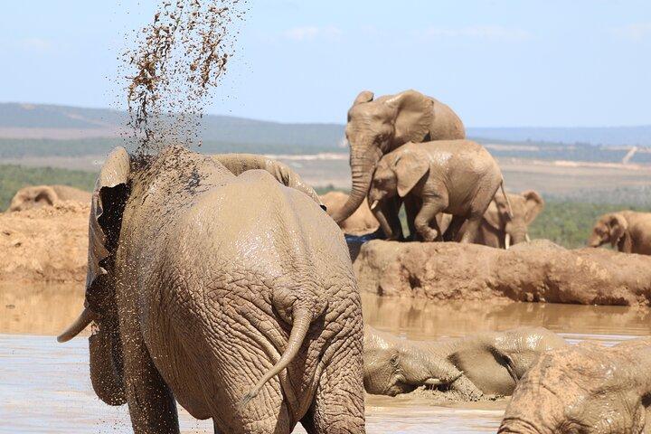 Hotell nära Addo Elephant National Park