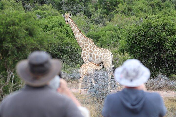 Journée complète Addo Elephant Park & Giraffe Walk