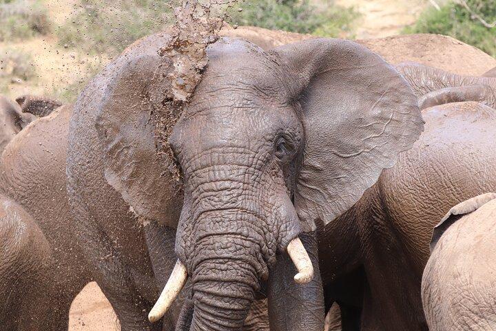 Half-Day Addo Elephant National Park