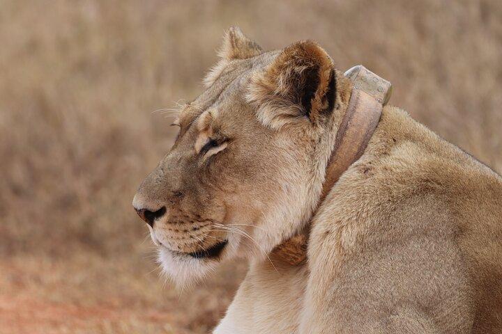 Private Full-Day Addo Elephant National Park