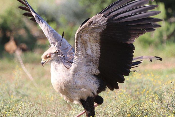 Private Full-Day Addo Elephant National Park