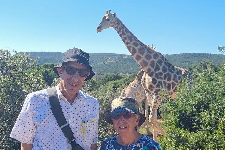 Addo Elephant Park & Giraffe Walk privati di un giorno intero