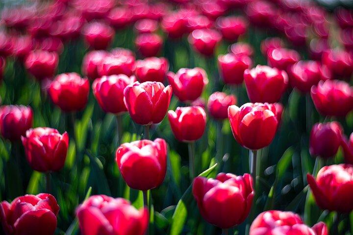 Bootsfahrt mit Eintrittskarte für den Keukenhof in den Amsterdamer Seen
