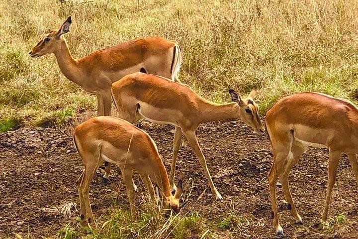 ヘルズゲートへの日帰り旅行とナイバシャ湖でのボート乗船（オプション）