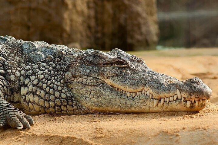 Round Trip Gambia - Crocodile Pool, School Visit & More!