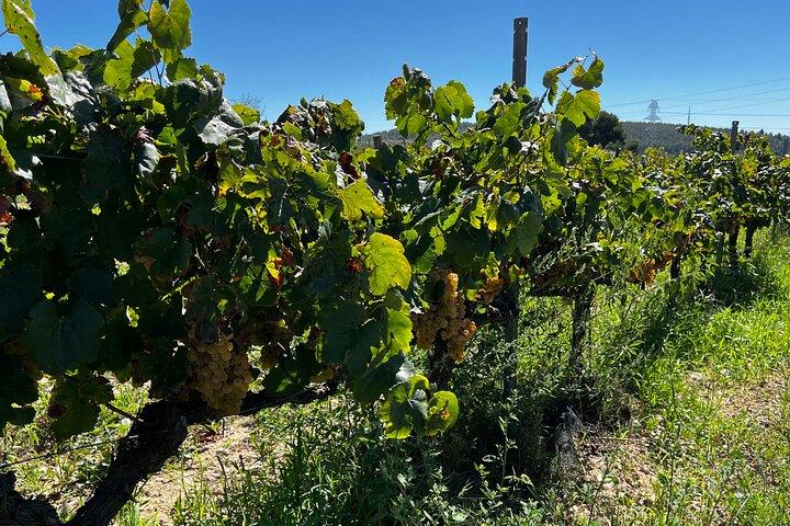 Private Artisanal Winery Visit with Wine Tasting from Sitges
