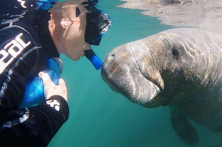 Tour de natación de manatí semiprivado con guía en el agua (fotos gratis)