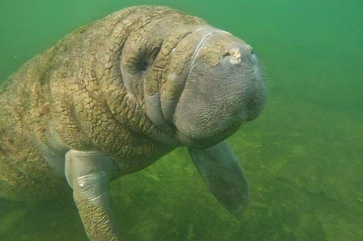 セミプライベートマナティースイムツアー（インウォーターガイド付き）（写真無料）